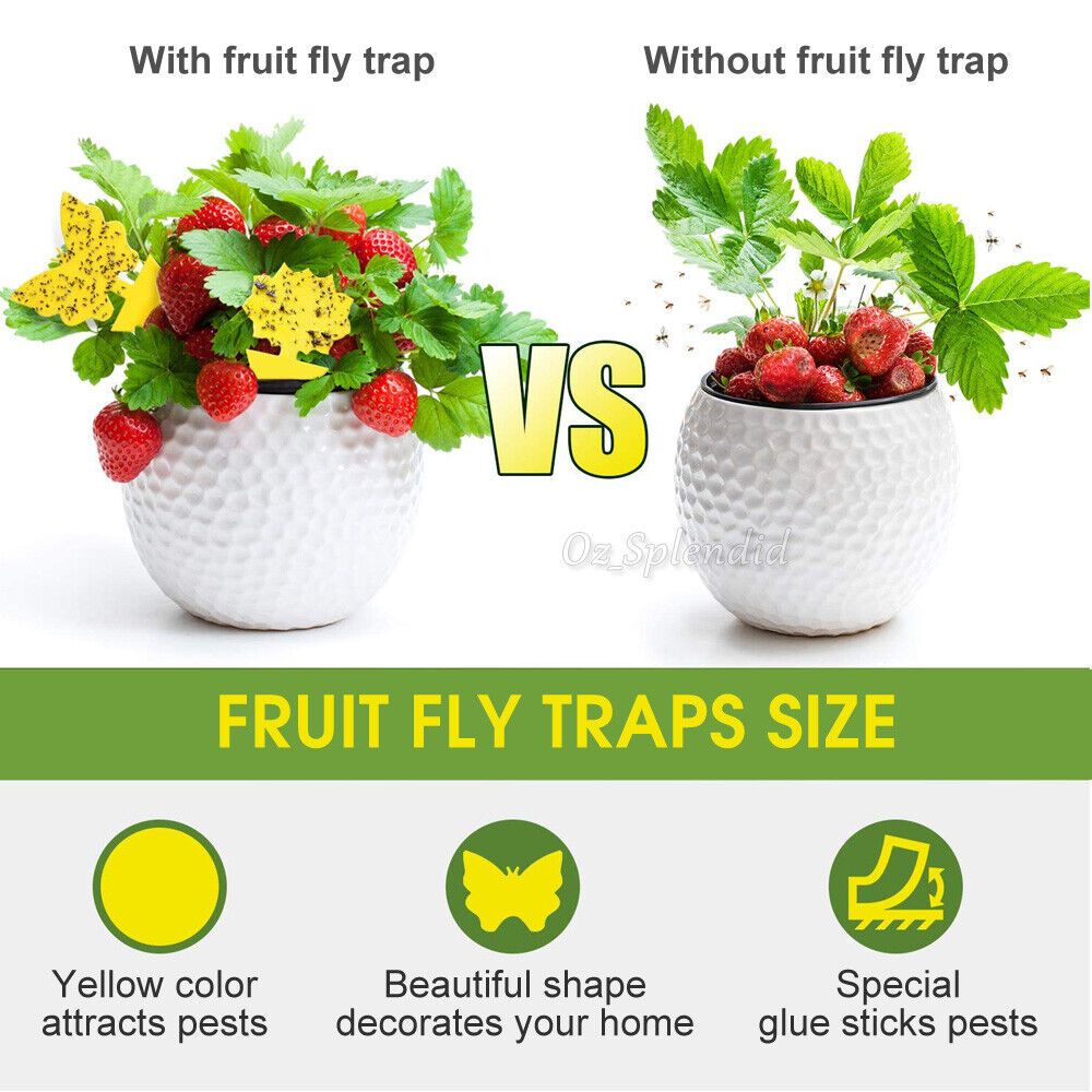 50x Dual Sided Sticky Trap Insect Killer Whitefly Thrip Fruit Fly Gnat