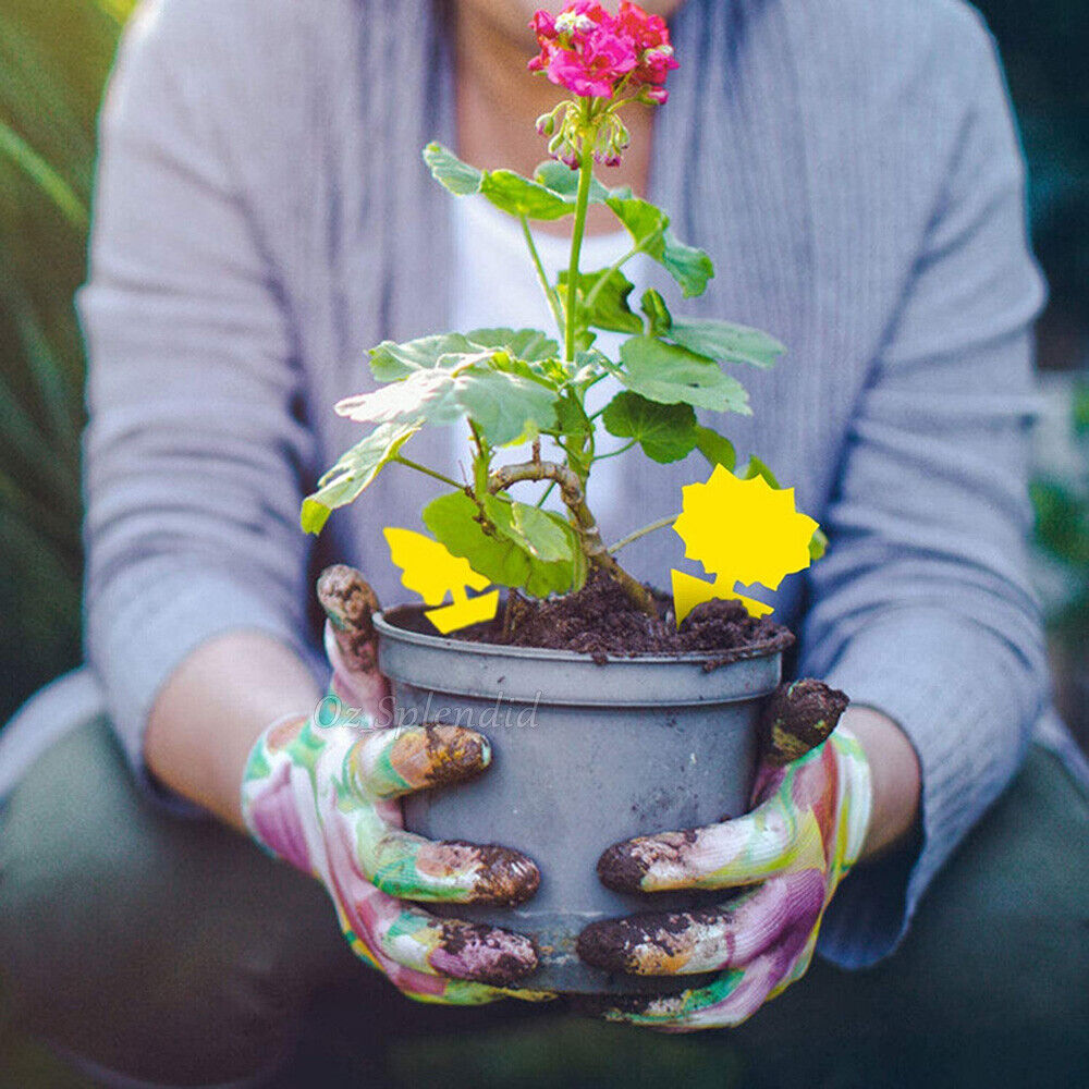 50x Dual Sided Sticky Trap Insect Killer Whitefly Thrip Fruit Fly Gnat