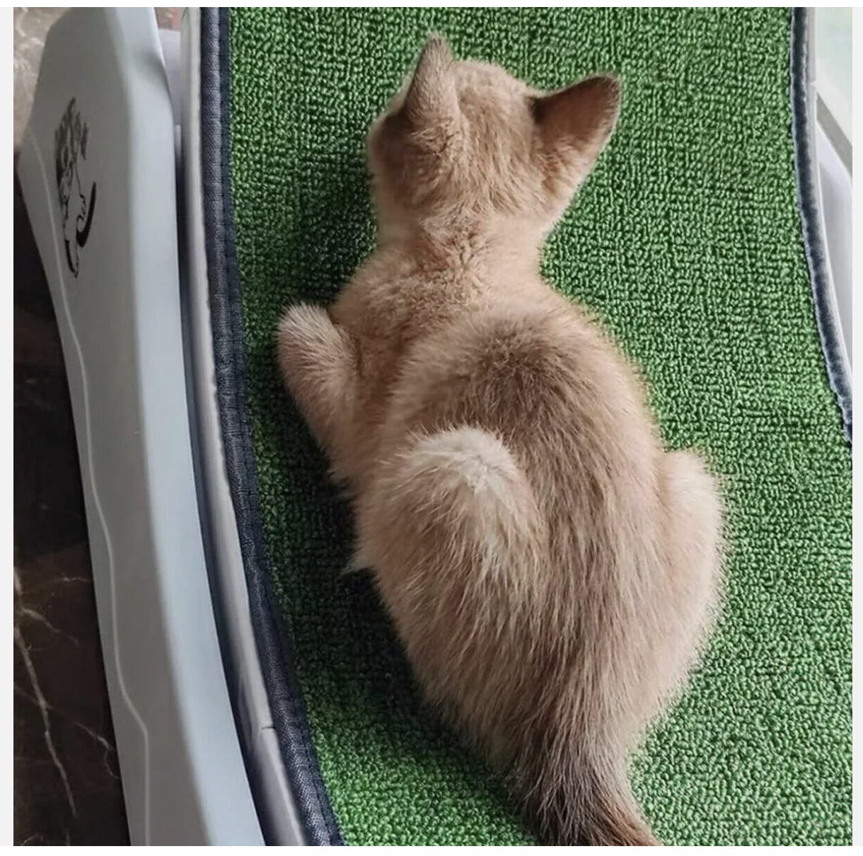 Cat Wheel Running Toy Fitness Exerciser Workout Treadmill Machine Circle Wood