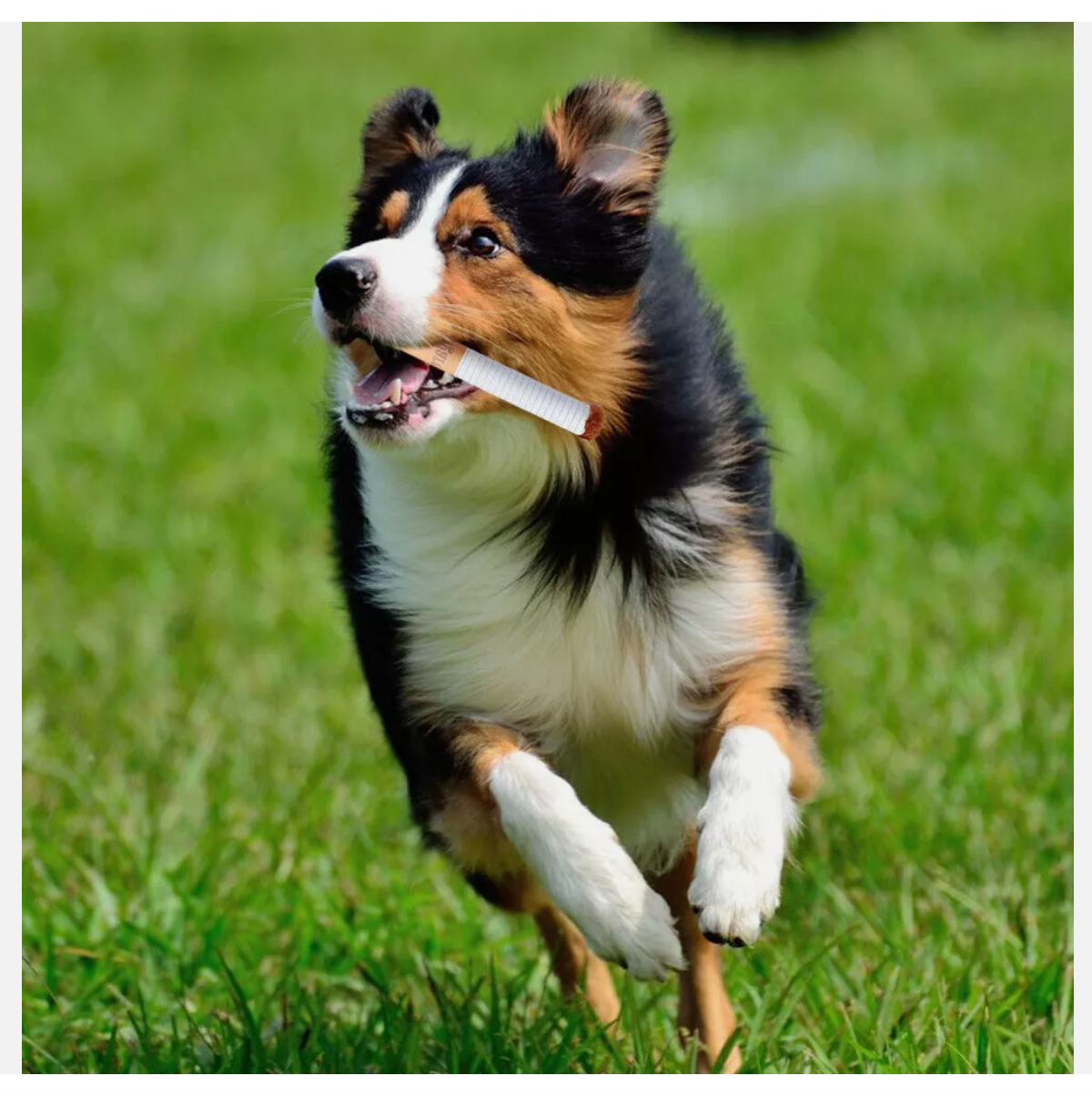 Giggles Interactive Cigarettes Dog Toy Teething Toys Funny Squeaky Cigars Plush