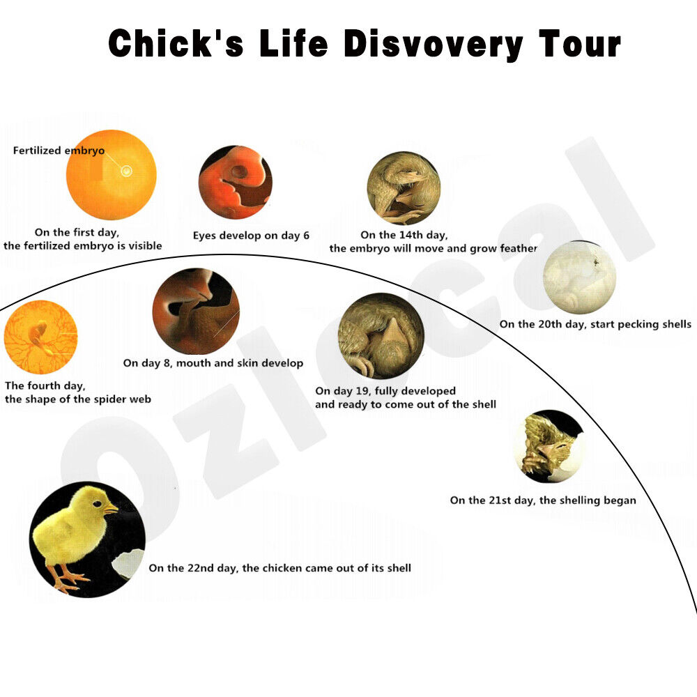 Automatic Egg Incubator