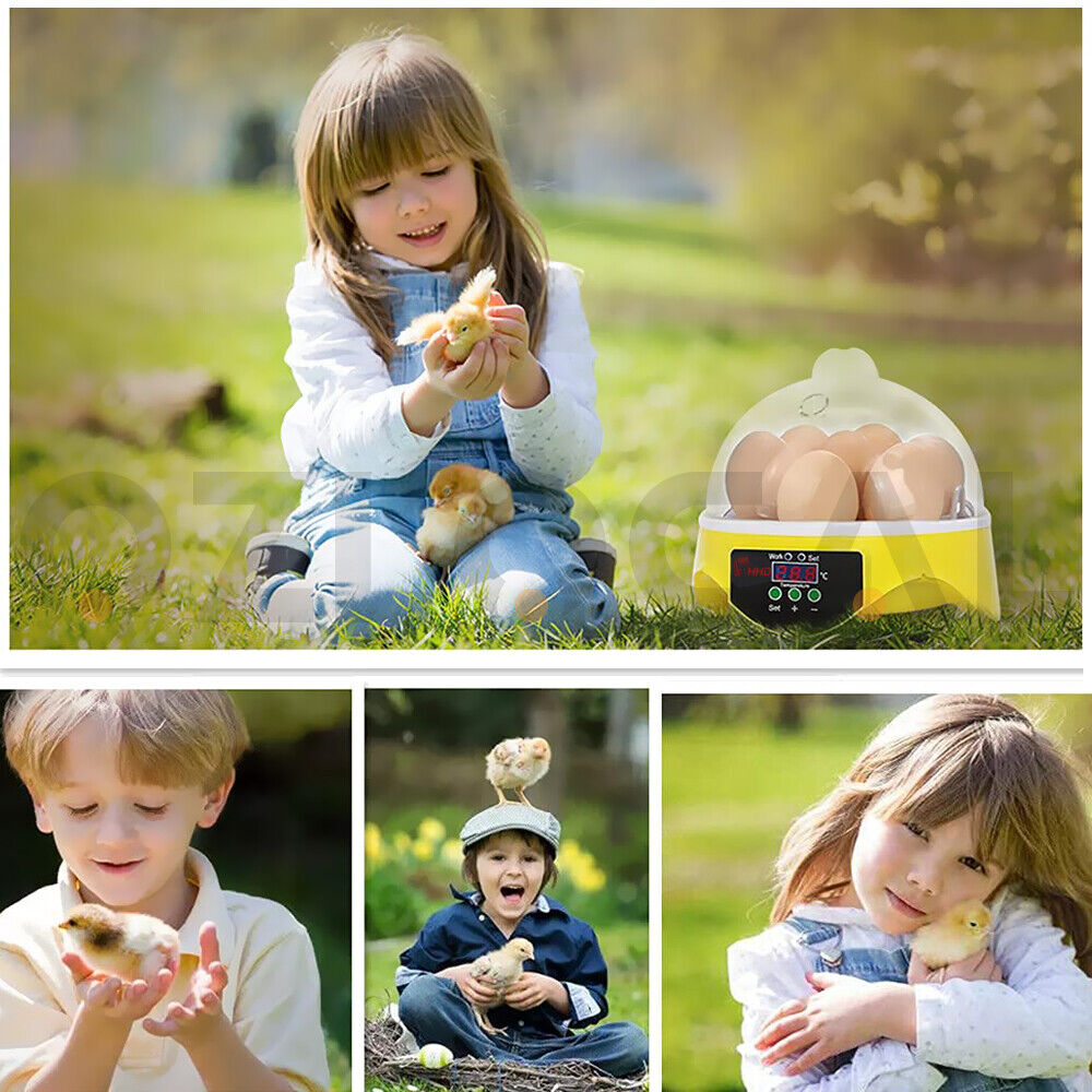 Automatic Egg Incubator