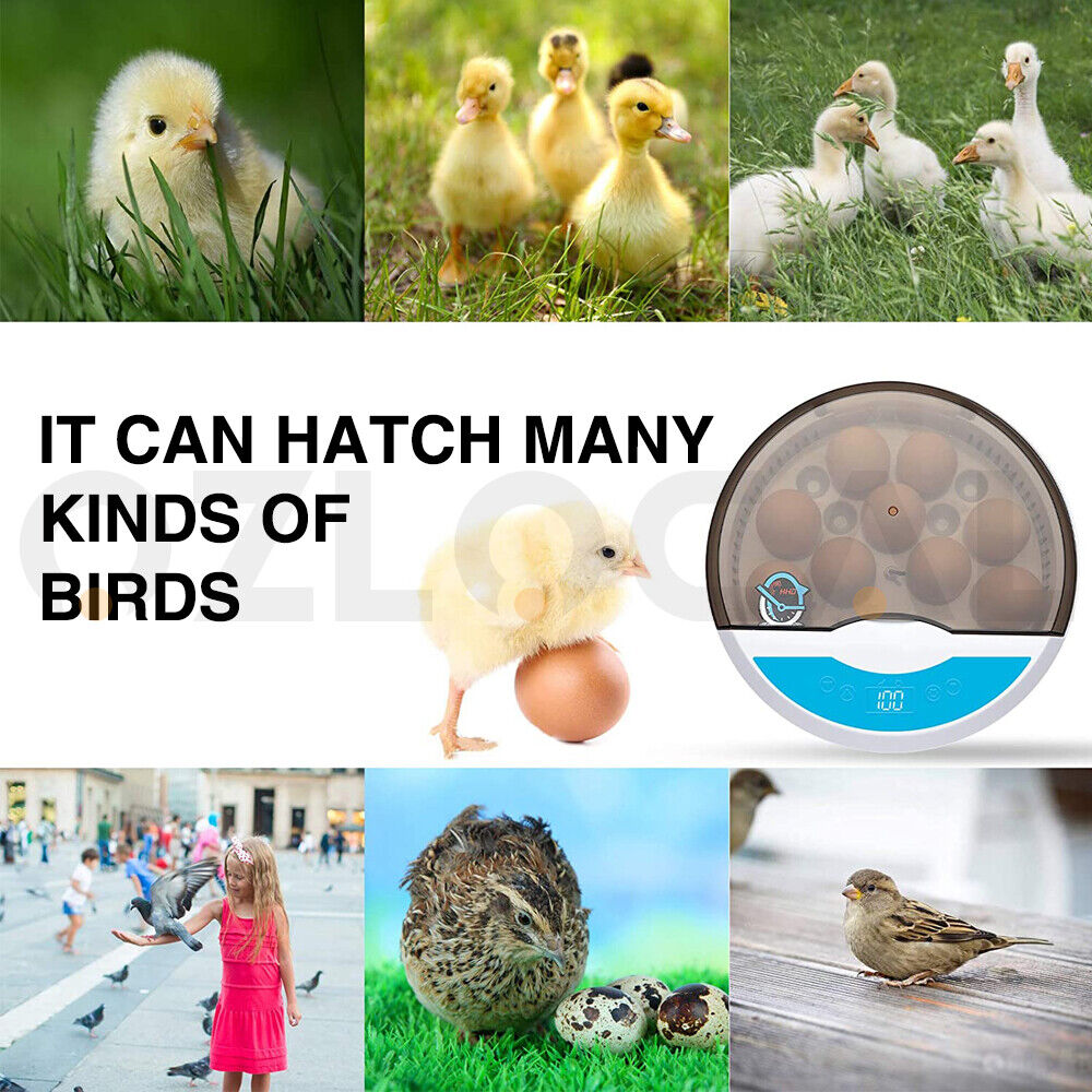 Automatic Egg Incubator