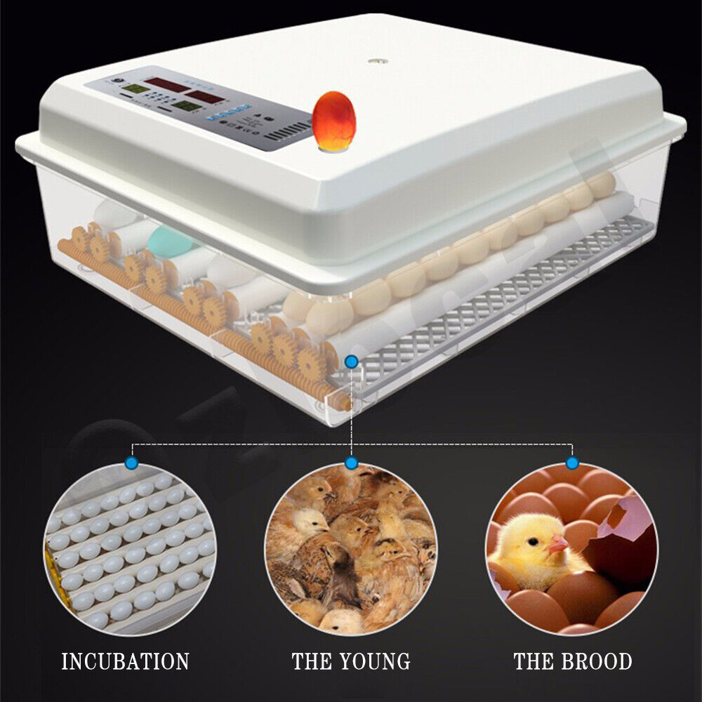 Automatic Egg Incubator